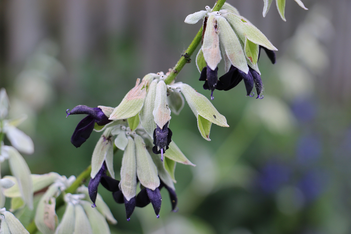 Salvia discolor (1).jpg